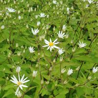 Eurybia (Aster) divaricatus 